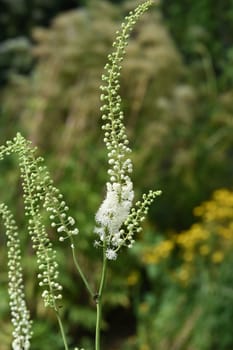 Black cohosh,Cimicifuga racemosa is an important medicinal and medicinal plant. Black cohosh,Cimicifuga racemosa is an important medicinal and medicinal plant.