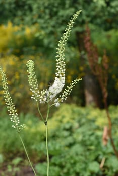 Black cohosh,Cimicifuga racemosa is an important medicinal and medicinal plant. Black cohosh,Cimicifuga racemosa is an important medicinal and medicinal plant.