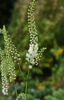 Black cohosh,Cimicifuga racemosa is an important medicinal and medicinal plant. Black cohosh,Cimicifuga racemosa is an important medicinal and medicinal plant.