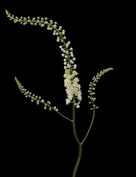 Black cohosh,Cimicifuga racemosa is an important medicinal and medicinal plant. Black cohosh,Cimicifuga racemosa is an important medicinal and medicinal plant.