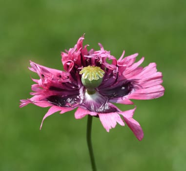 Opium poppy,Papaver somniferum is an intoxicant and a useful and medicinal plant. Opium poppy,Papaver somniferum is an intoxicant and a useful and medicinal plant.