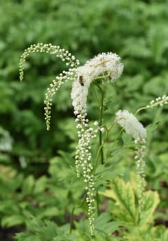 Black cohosh,Cimicifuga racemosa is an important medicinal and medicinal plant. Black cohosh,Cimicifuga racemosa is an important medicinal and medicinal plant.