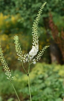 Black cohosh,Cimicifuga racemosa is an important medicinal and medicinal plant. Black cohosh,Cimicifuga racemosa is an important medicinal and medicinal plant.