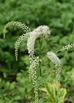 Black cohosh,Cimicifuga racemosa is an important medicinal and medicinal plant. Black cohosh,Cimicifuga racemosa is an important medicinal and medicinal plant.