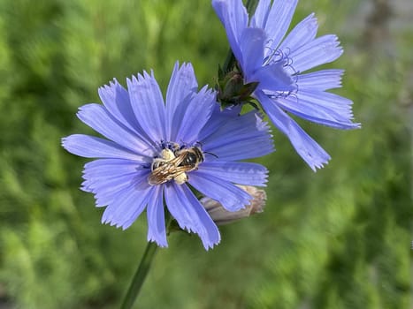 Cichorium intybus,is a wild and medicinal plant with blue flowers. The flowers are edible. Chicory,Cichorium intybus,is a wild and medicinal plant with blue flowers. The flowers are edible.