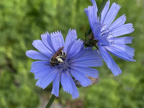 Cichorium intybus,is a wild and medicinal plant with blue flowers. The flowers are edible. Chicory,Cichorium intybus,is a wild and medicinal plant with blue flowers. The flowers are edible.