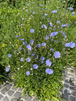 Cichorium intybus,is a wild and medicinal plant with blue flowers. The flowers are edible. Chicory,Cichorium intybus,is a wild and medicinal plant with blue flowers. The flowers are edible.