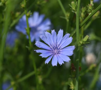Cichorium intybus,is a wild and medicinal plant with blue flowers. The flowers are edible. Chicory,Cichorium intybus,is a wild and medicinal plant with blue flowers. The flowers are edible.