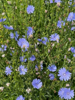 Cichorium intybus,is a wild and medicinal plant with blue flowers. The flowers are edible. Chicory,Cichorium intybus,is a wild and medicinal plant with blue flowers. The flowers are edible.