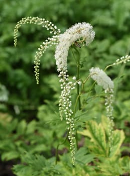 Black cohosh,Cimicifuga racemosa is an important medicinal and medicinal plant. Black cohosh,Cimicifuga racemosa is an important medicinal and medicinal plant.