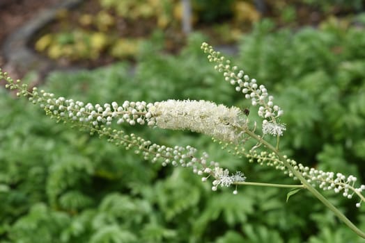 Black cohosh,Cimicifuga racemosa is an important medicinal and medicinal plant. Black cohosh,Cimicifuga racemosa is an important medicinal and medicinal plant.