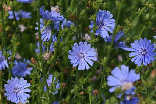 Cichorium intybus,is a wild and medicinal plant with blue flowers. The flowers are edible. Chicory,Cichorium intybus,is a wild and medicinal plant with blue flowers. The flowers are edible.