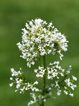 Spur flower,Centranthus ruber is an attractive and insect-loving flower. Spornflower,Centranthus ruber is an attractive and insect-loving flower.
