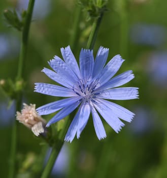 Cichorium intybus,is a wild and medicinal plant with blue flowers. The flowers are edible. Chicory,Cichorium intybus,is a wild and medicinal plant with blue flowers. The flowers are edible.
