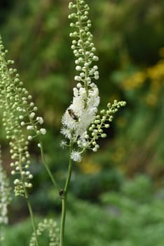 Black cohosh,Cimicifuga racemosa is an important medicinal and medicinal plant. Black cohosh,Cimicifuga racemosa is an important medicinal and medicinal plant.