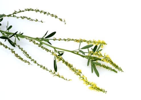 Sweet clover,Melilotus officinalis,is an important medicinal and medicinal plant and with white or yellow flowers. Sweet clover,Melilotus officinalis,is an important medicinal plant and has white or yellow flowers.