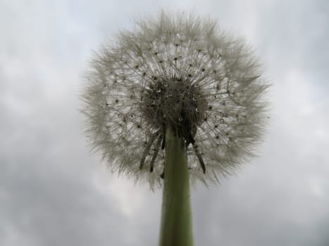beautiful natural yellow dandelion flower delicate light fluff