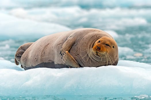 Bearded Seal Lounging on an Ice Floe at Lilliehookfjorden in the Svalbard Islands in Norway