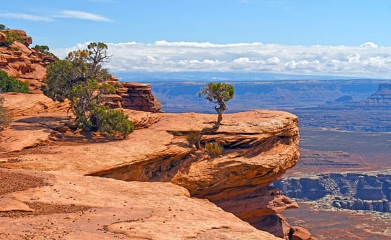 Gnarly Trees on an Exposed Cliff in Canyonlands National Park in Utah