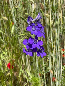 Larkspur,consolida ajacis is a wild and medicinal plant with blue flowers. Barnacle spur,consolida ajacis is a wild and medicinal plant with blue flowers.