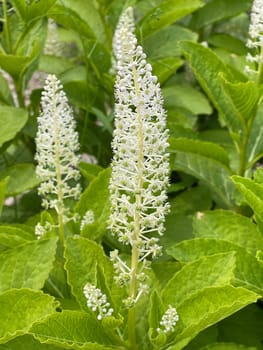 American kermesberry is a perennial perennial and an important medicinal plant. American pokeweed is a perennial and an important medicinal plant.