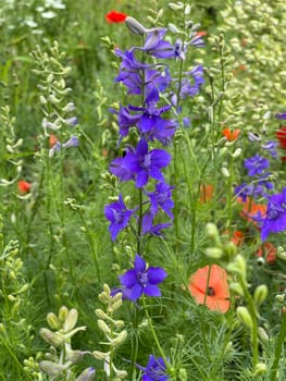 Larkspur,consolida ajacis is a wild and medicinal plant with blue flowers. Barnacle spur,consolida ajacis is a wild and medicinal plant with blue flowers.