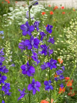Larkspur,consolida ajacis is a wild and medicinal plant with blue flowers. Barnacle spur,consolida ajacis is a wild and medicinal plant with blue flowers.