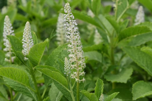 American kermesberry is a perennial perennial and an important medicinal plant. American pokeweed is a perennial and an important medicinal plant.