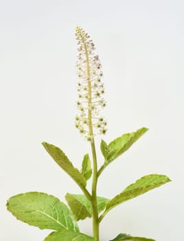 American kermesberry is a perennial perennial and an important medicinal plant. American pokeweed is a perennial and an important medicinal plant.