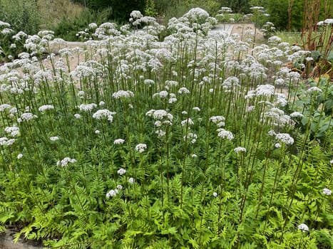 Valerian,Valeriana officinalis,is a wild plant with white flowers. It is an important medicinal plant and is also used in medicine. Valerian,Valeriana officinalis,is a wild plant with white flowers. It is an important medicinal plant and is also used in medicine.