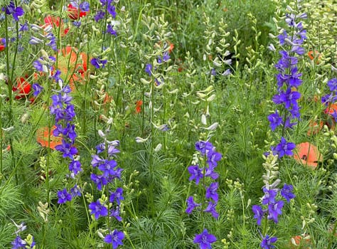 Larkspur,consolida ajacis is a wild and medicinal plant with blue flowers. Barnacle spur,consolida ajacis is a wild and medicinal plant with blue flowers.