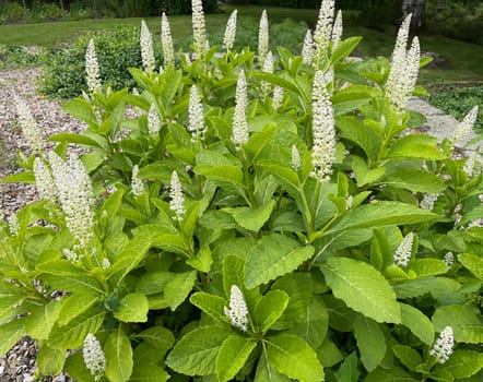American kermesberry is a perennial perennial and an important medicinal plant. American pokeweed is a perennial and an important medicinal plant.