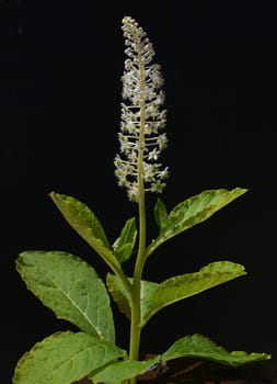 American kermesberry is a perennial perennial and an important medicinal plant. American pokeweed is a perennial and an important medicinal plant.