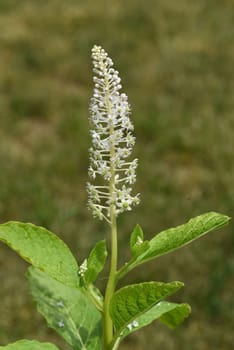 American kermesberry is a perennial perennial and an important medicinal plant. American pokeweed is a perennial and an important medicinal plant.