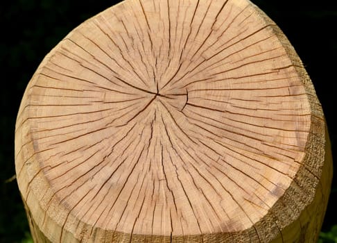 Annual rings are the growth rings of a tree in cross-section. Annual rings are the growth rings of a tree in cross section.