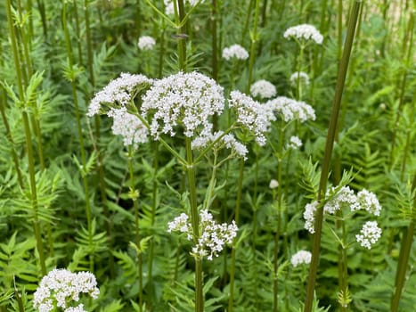 Valerian,Valeriana officinalis,is a wild plant with white flowers. It is an important medicinal plant and is also used in medicine. Valerian,Valeriana officinalis,is a wild plant with white flowers. It is an important medicinal plant and is also used in medicine.