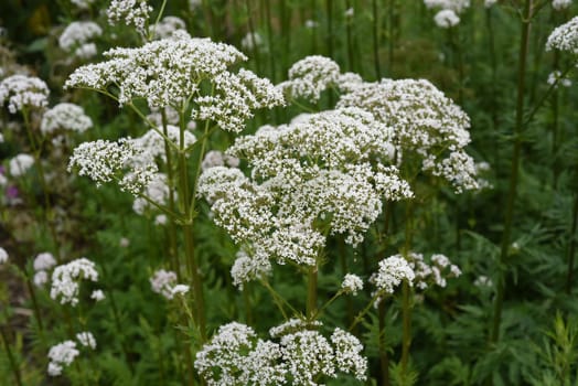 Valerian,Valeriana officinalis,is a wild plant with white flowers. It is an important medicinal plant and is also used in medicine. Valerian,Valeriana officinalis,is a wild plant with white flowers. It is an important medicinal plant and is also used in medicine.