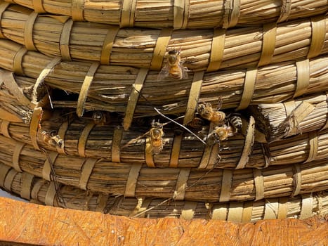 Bee,Apis mellifera,is an important insect for staining plants and collecting honey. Honey bee,Apis mellifera,is an important insect for pollinating plants and collecting honey.
