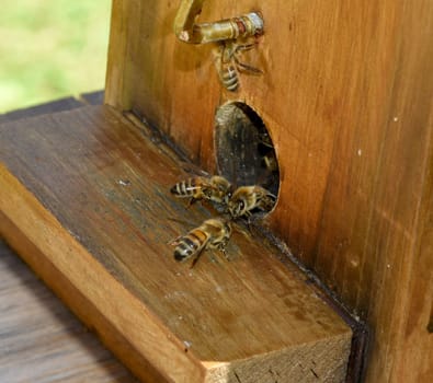 Bee,Apis mellifera,is an important insect for staining plants and collecting honey. Honey bee,Apis mellifera,is an important insect for pollinating plants and collecting honey.