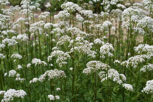 Valerian,Valeriana officinalis,is a wild plant with white flowers. It is an important medicinal plant and is also used in medicine. Valerian,Valeriana officinalis,is a wild plant with white flowers. It is an important medicinal plant and is also used in medicine.