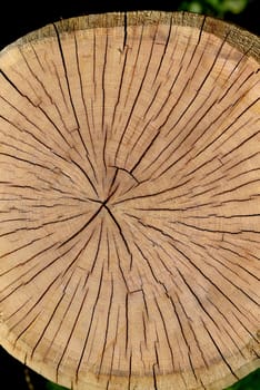 Annual rings are the growth rings of a tree in cross-section. Annual rings are the growth rings of a tree in cross section.