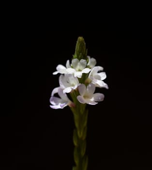 Vervain is an important medicinal and medicinal plant and with white and pink flowers. Verbena is an important medicinal and medicinal plant and has white and pink flowers.
