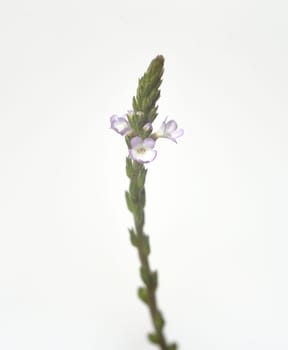 Vervain is an important medicinal and medicinal plant and with white and pink flowers. Verbena is an important medicinal and medicinal plant and has white and pink flowers.