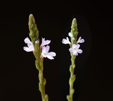Vervain is an important medicinal and medicinal plant and with white and pink flowers. Verbena is an important medicinal and medicinal plant and has white and pink flowers.