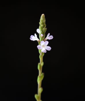 Vervain is an important medicinal and medicinal plant and with white and pink flowers. Verbena is an important medicinal and medicinal plant and has white and pink flowers.