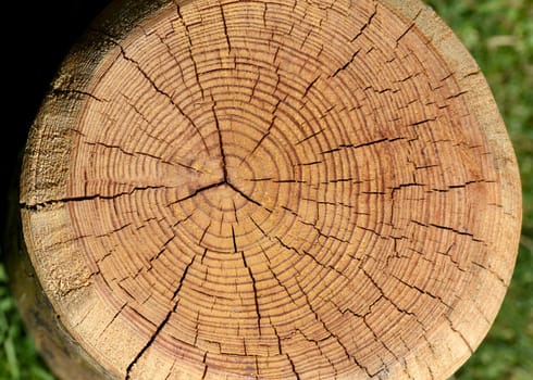 Annual rings are the growth rings of a tree in cross-section. Annual rings are the growth rings of a tree in cross section.