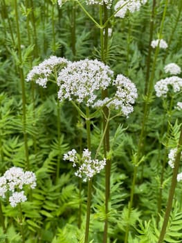 Valerian,Valeriana officinalis,is a wild plant with white flowers. It is an important medicinal plant and is also used in medicine. Valerian,Valeriana officinalis,is a wild plant with white flowers. It is an important medicinal plant and is also used in medicine.