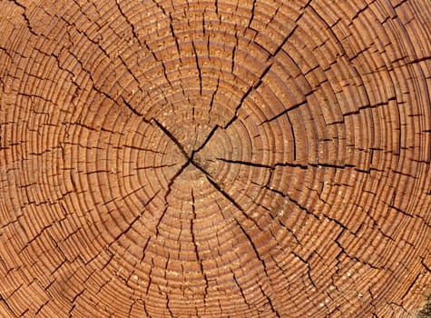 Annual rings are the growth rings of a tree in cross-section. Annual rings are the growth rings of a tree in cross section.