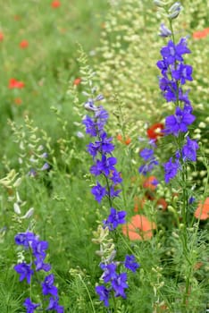Larkspur,consolida ajacis is a wild and medicinal plant with blue flowers. Barnacle spur,consolida ajacis is a wild and medicinal plant with blue flowers.