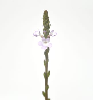 Vervain is an important medicinal and medicinal plant and with white and pink flowers. Verbena is an important medicinal and medicinal plant and has white and pink flowers.